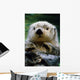 Sea Otter Swimming At Tacoma Zoo Captive Wall Mural