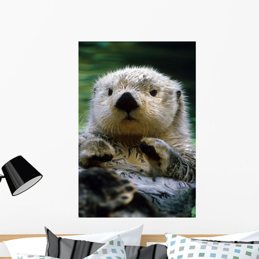Sea Otter Swimming At Tacoma Zoo Captive Wall Mural