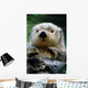 Sea Otter Swimming At Tacoma Zoo Captive Wall Mural