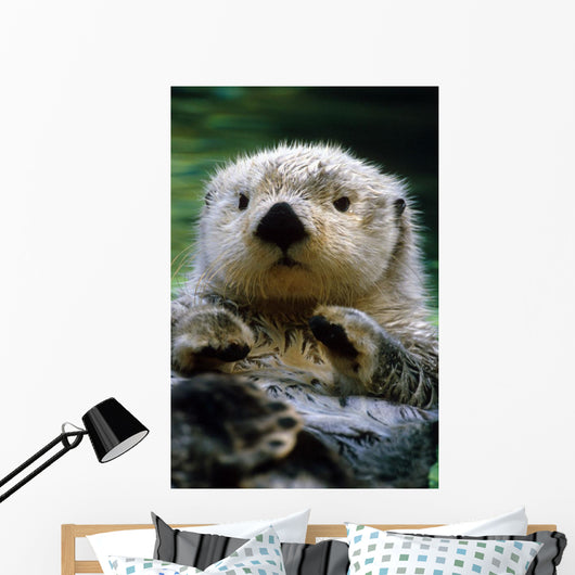 Sea Otter Swimming At Tacoma Zoo Captive Wall Mural