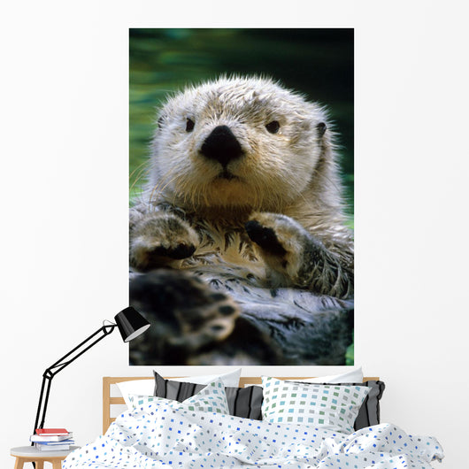 Sea Otter Swimming At Tacoma Zoo Captive Wall Mural