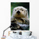 Sea Otter Swimming At Tacoma Zoo Captive Wall Mural