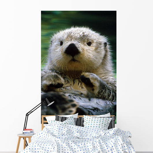 Sea Otter Swimming At Tacoma Zoo Captive Wall Mural