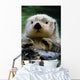 Sea Otter Swimming At Tacoma Zoo Captive Wall Mural