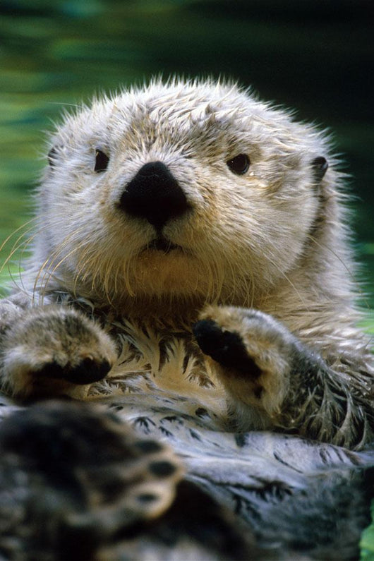 Sea Otter Swimming At Tacoma Zoo Captive Wall Mural