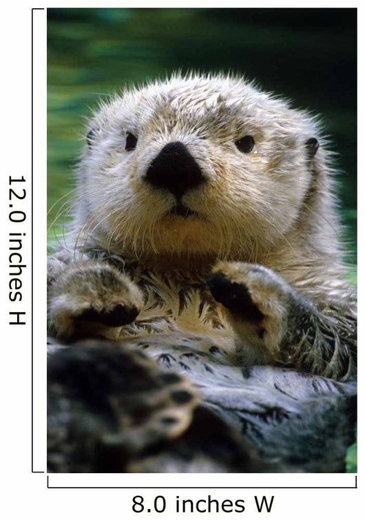 Sea Otter Swimming At Tacoma Zoo Captive Wall Mural