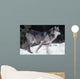 Female Captive Gray Wolf Winter Portrait Wall Mural