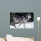 Female Captive Gray Wolf Winter Portrait Wall Mural