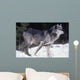 Female Captive Gray Wolf Winter Portrait Wall Mural