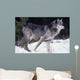 Female Captive Gray Wolf Winter Portrait Wall Mural