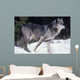 Female Captive Gray Wolf Winter Portrait Wall Mural