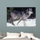 Female Captive Gray Wolf Winter Portrait Wall Mural