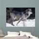 Female Captive Gray Wolf Winter Portrait Wall Mural