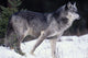 Female Captive Gray Wolf Winter Portrait Wall Mural