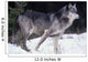 Female Captive Gray Wolf Winter Portrait Wall Mural
