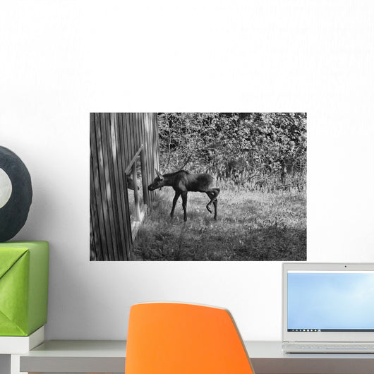 Moose Looking Through Window Anchorage Alaska Wall Mural