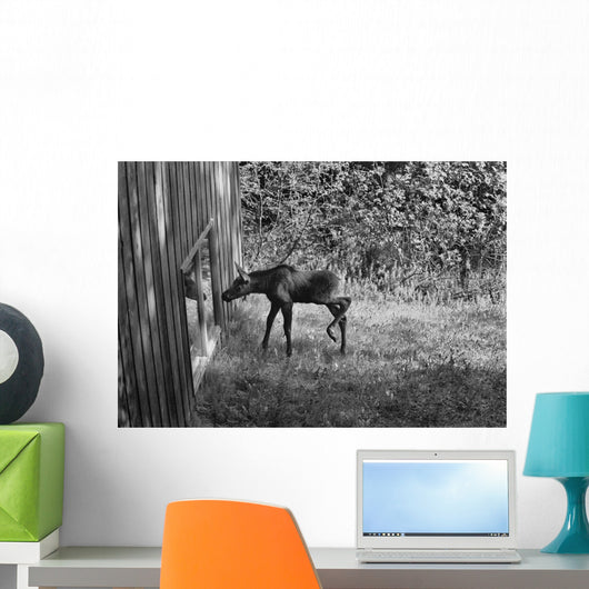 Moose Looking Through Window Anchorage Alaska Wall Mural