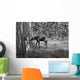 Moose Looking Through Window Anchorage Alaska Wall Mural