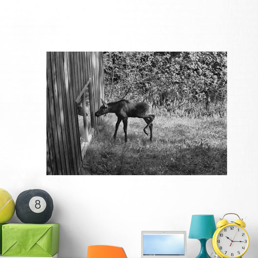 Moose Looking Through Window Anchorage Alaska Wall Mural