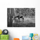 Moose Looking Through Window Anchorage Alaska Wall Mural