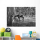 Moose Looking Through Window Anchorage Alaska Wall Mural