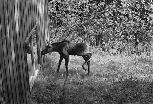 Moose Looking Through Window Anchorage Alaska Wall Mural