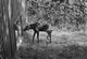 Moose Looking Through Window Anchorage Alaska Wall Mural