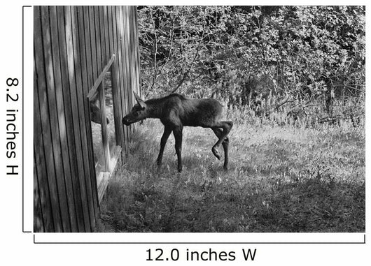 Moose Looking Through Window Anchorage Alaska Wall Mural