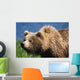 Brown Bear Portrait Mcneil River-Mikfik Creek Sw Ak Wall Mural