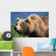 Brown Bear Portrait Mcneil River-Mikfik Creek Sw Ak Wall Mural