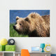 Brown Bear Portrait Mcneil River-Mikfik Creek Sw Ak Wall Mural