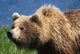 Brown Bear Portrait Mcneil River-Mikfik Creek Sw Ak Wall Mural