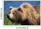 Brown Bear Portrait Mcneil River-Mikfik Creek Sw Ak Wall Mural