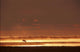 Caribou On Tundra Rising Fog Sunset Summer Arctic Alaska Wall Mural