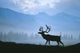 Caribou Walking Denali Nat'l Park Fog Alaska Composite Wall Mural