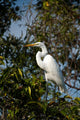 Great Egret Wall Mural