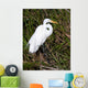 Great Egret Wall Mural