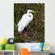 Great Egret Wall Mural