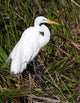 Great Egret Wall Mural