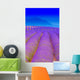 Lavender 2