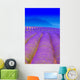Lavender 2