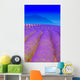 Lavender 2