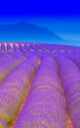 Lavender 2