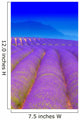 Lavender 2