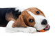 Beagle Puppy Eating Wall Decal