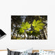 Backlit Devil's Club In The Tongass National Forest Near Juneau Alaska Wall Mural