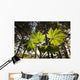 Backlit Devil's Club In The Tongass National Forest Near Juneau Alaska Wall Mural