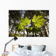 Backlit Devil's Club In The Tongass National Forest Near Juneau Alaska Wall Mural