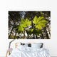 Backlit Devil's Club In The Tongass National Forest Near Juneau Alaska Wall Mural