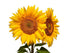 Two Sunflowers White Wall Decal